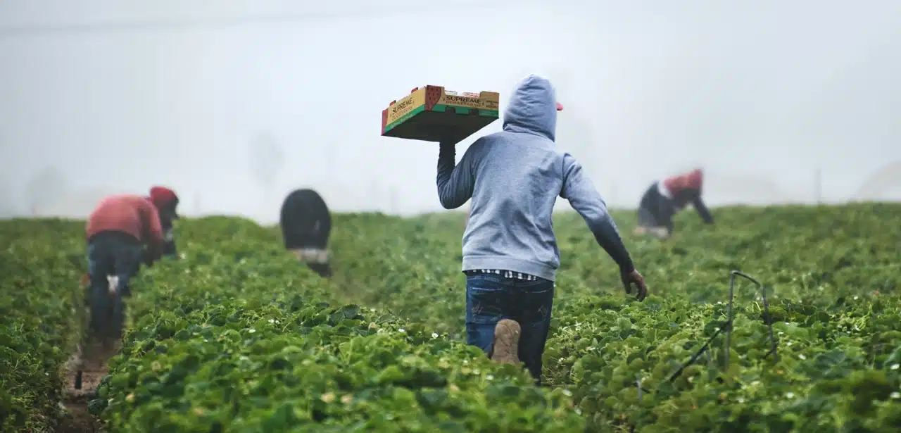 Farmers harvesting their crops