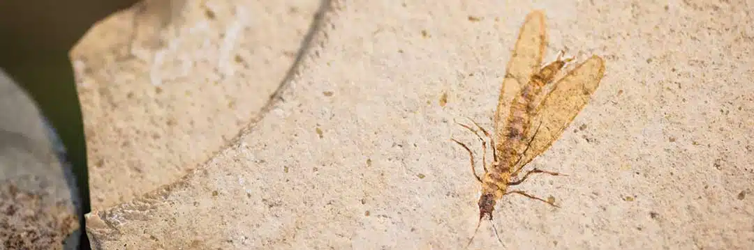 Fossil